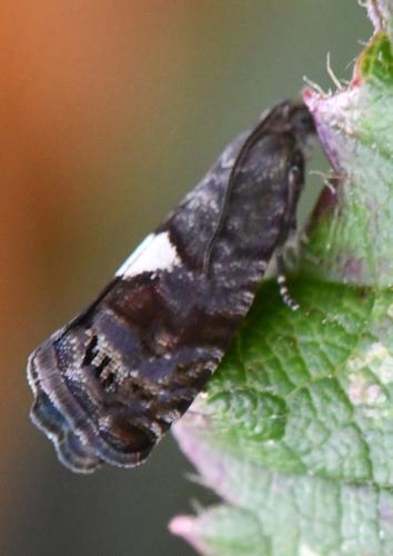 Pammene spiniana